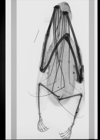 Media type: image; Mammalogy 36818   Description: Xray of skin.;